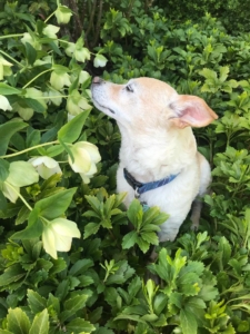 1st-Place-Barbara-van-Doorninck-Pets-in-the-Garden